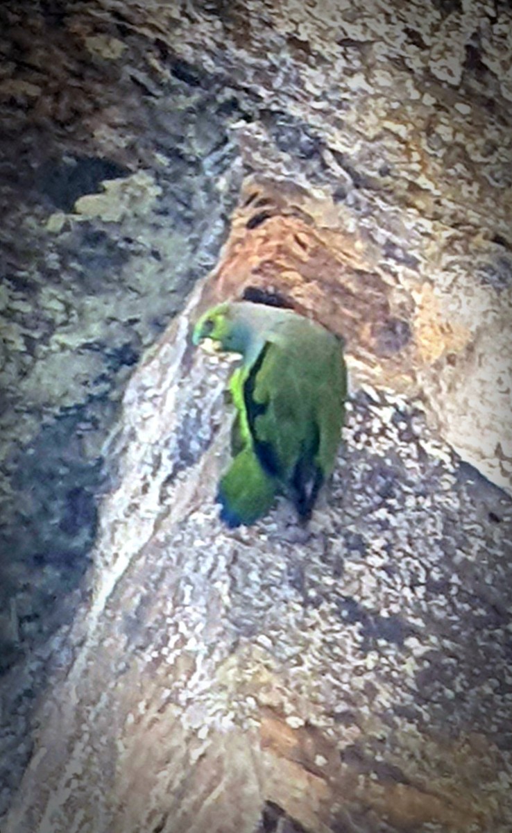 Black-winged Parrot - ML610970285