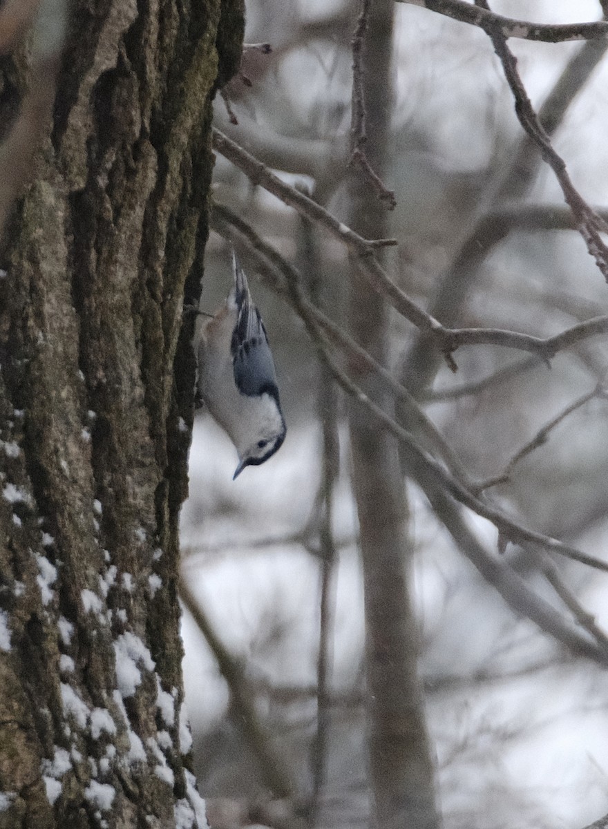 White-breasted Nuthatch - ML610970311