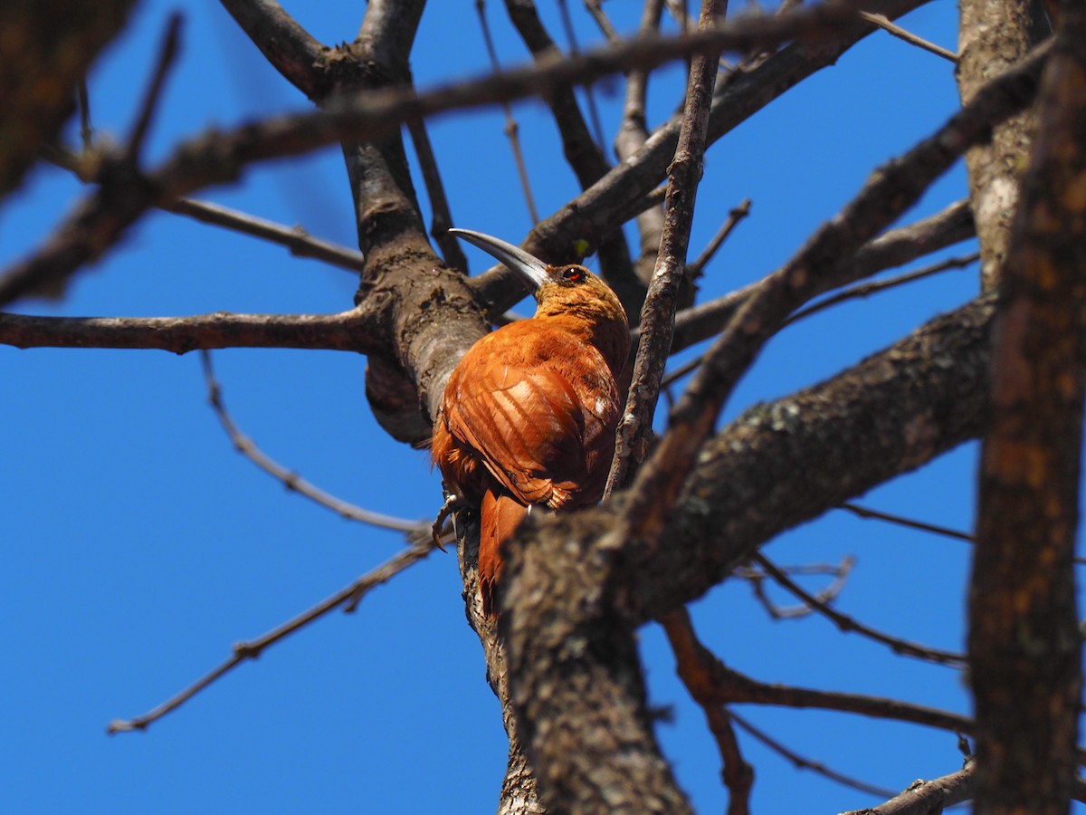 Great Rufous Woodcreeper - ML610970464