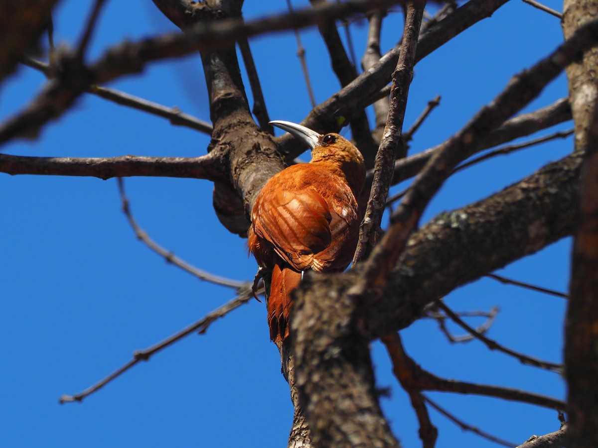 Great Rufous Woodcreeper - ML610970465