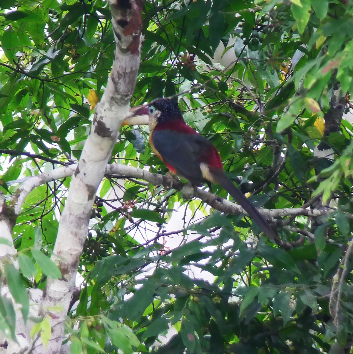 Curl-crested Aracari - ML610970497