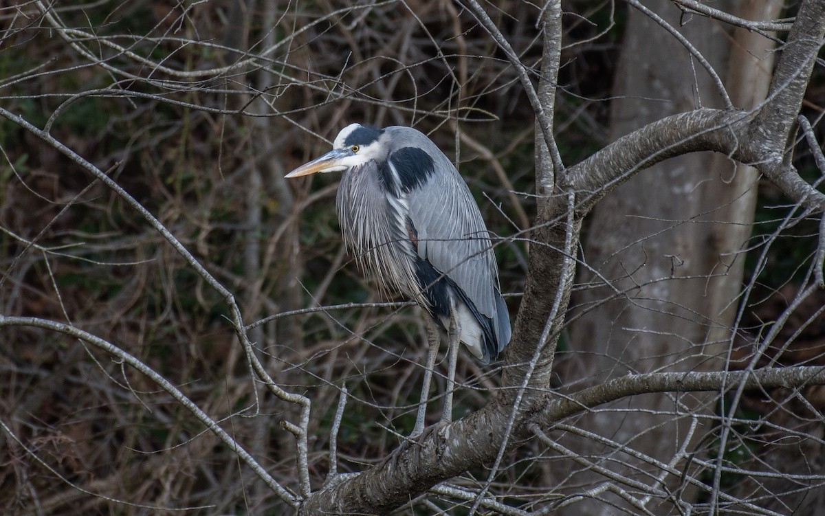 Great Blue Heron - ML610970521