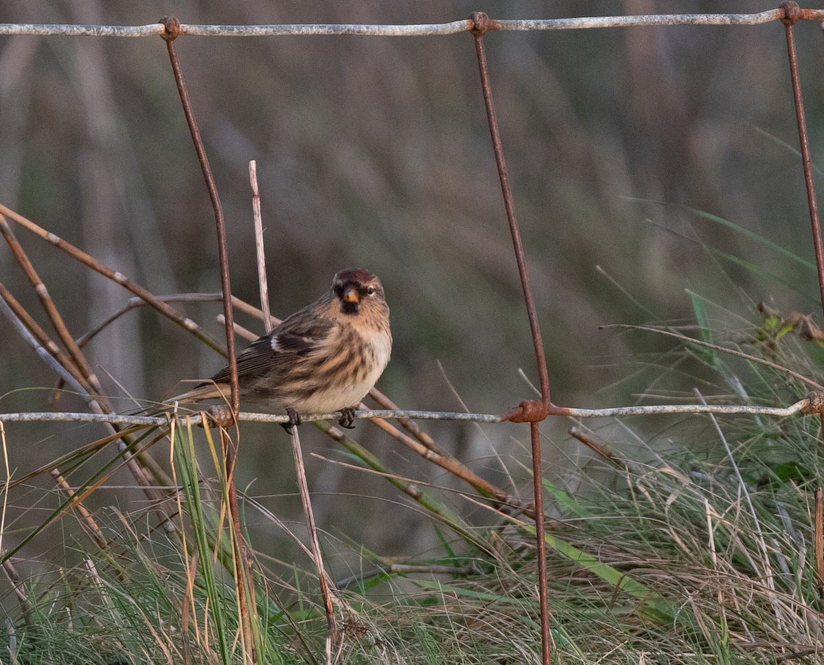 Common Redpoll (rostrata/islandica) - Daniel Gornall