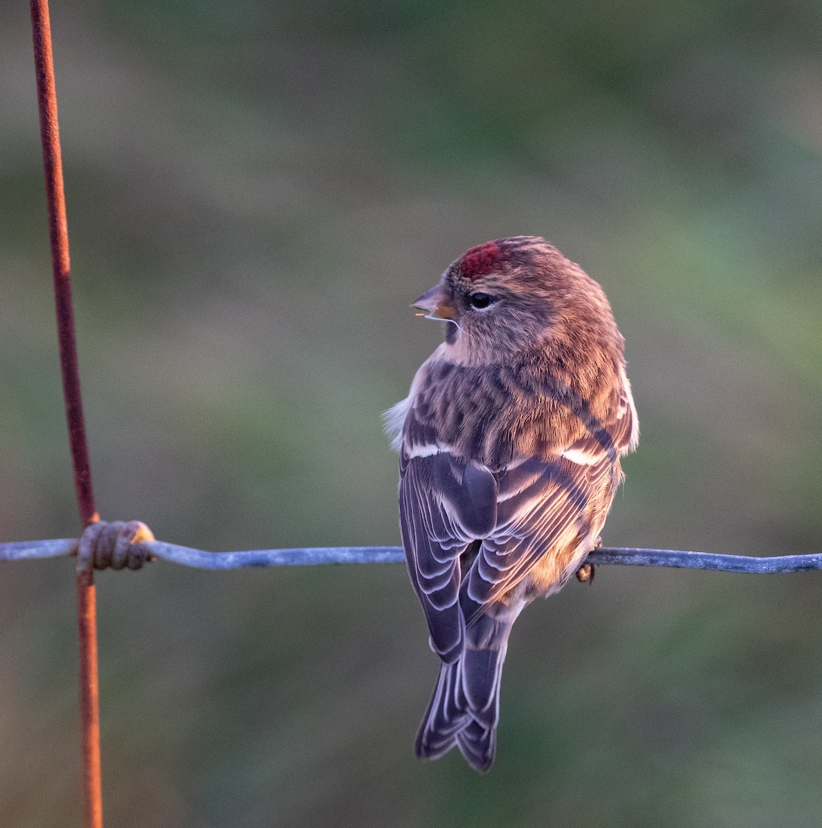 Common Redpoll (rostrata/islandica) - ML610970527