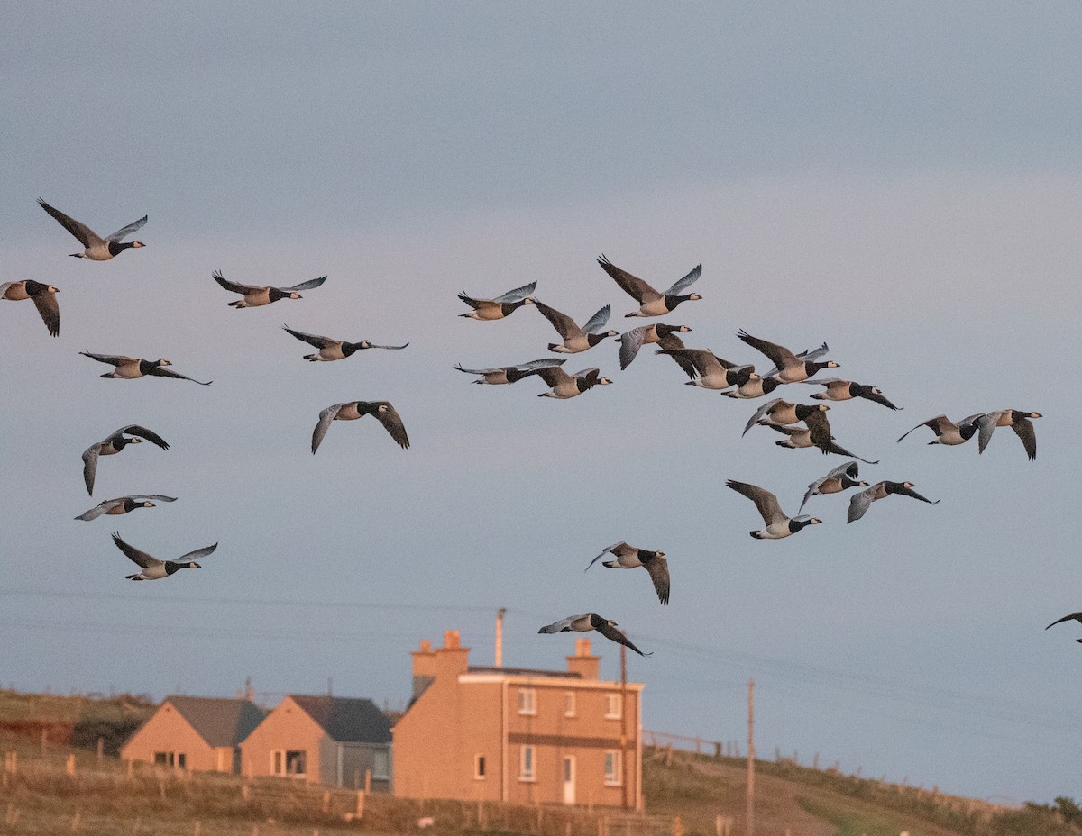 Barnacle Goose - ML610970539