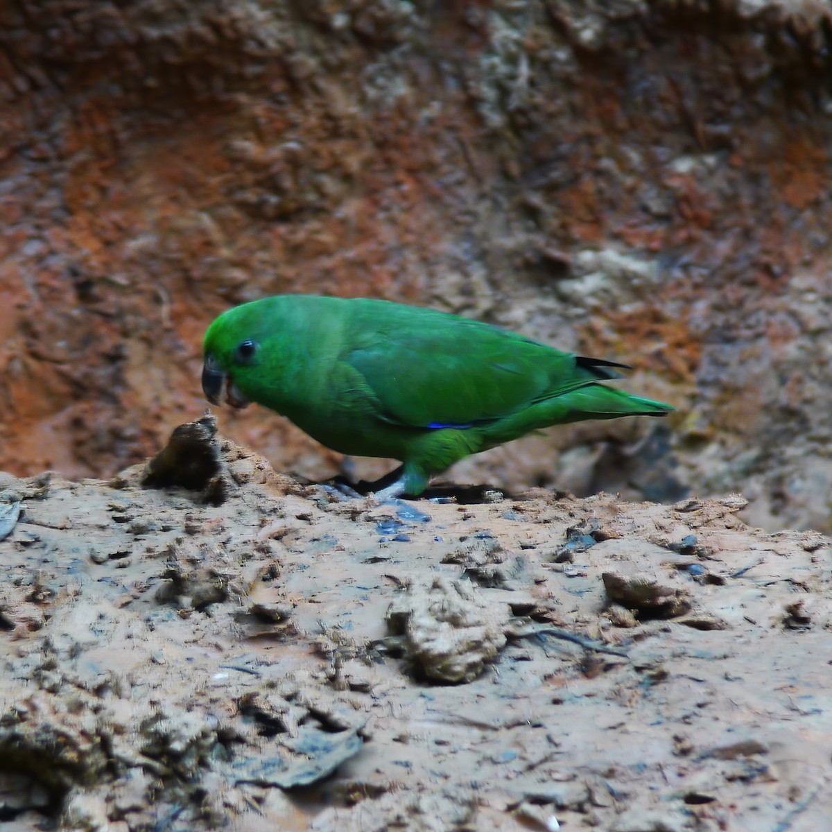 Schwarzschnabel-Sperlingspapagei - ML610970587