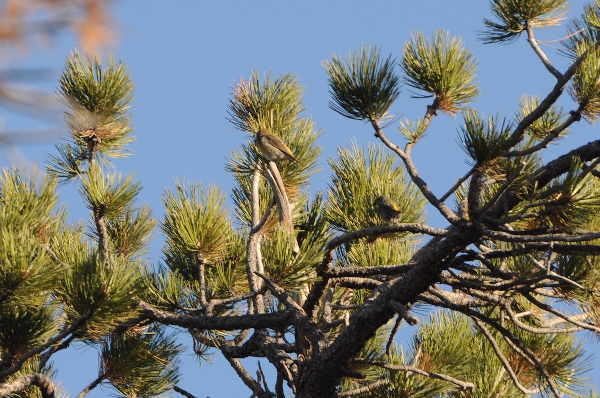 Red Crossbill - ML610970799