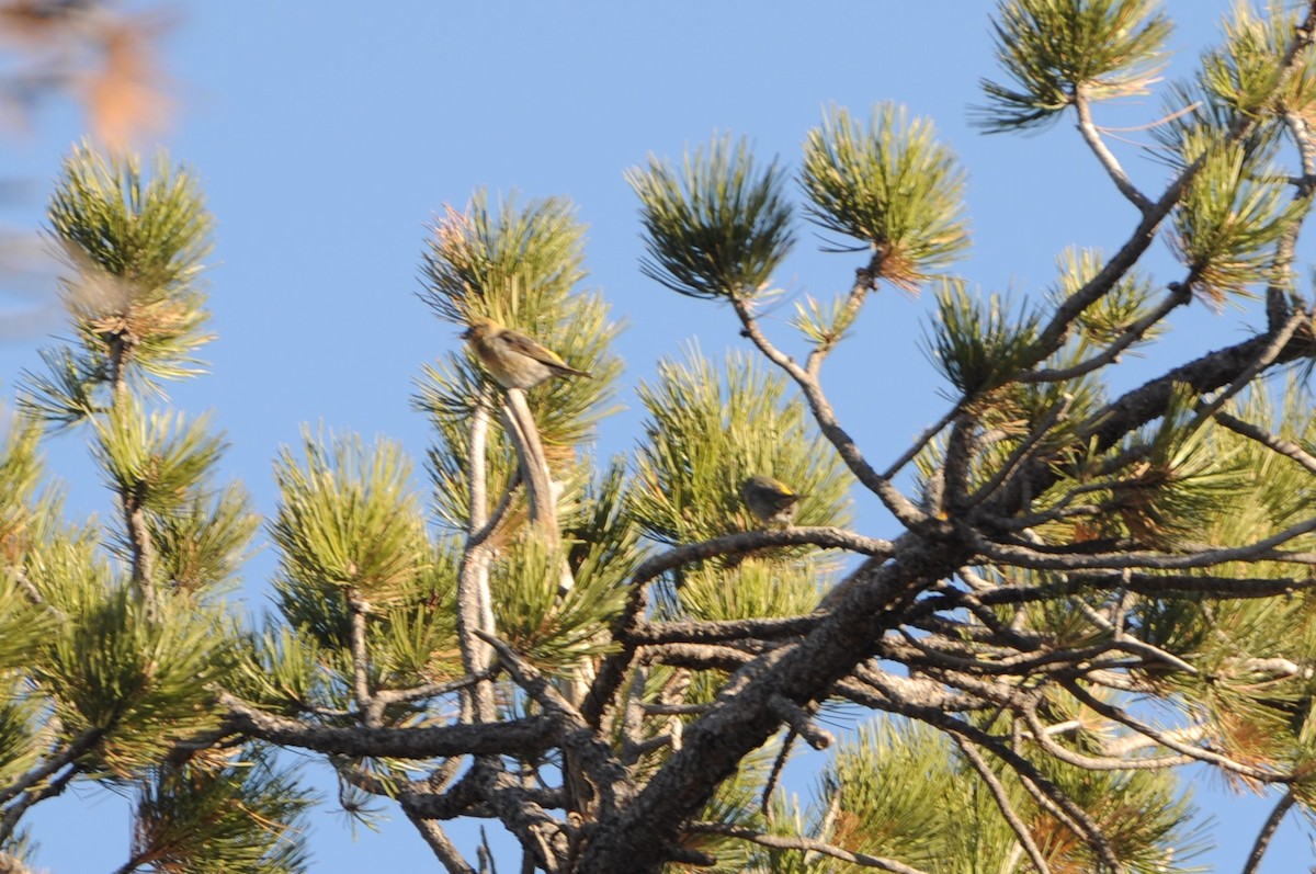 Red Crossbill - ML610970801