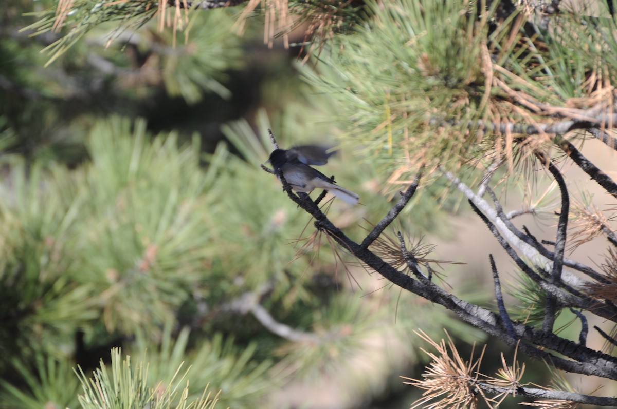 Dark-eyed Junco - ML610970809