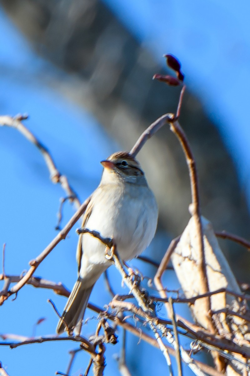 Chipping Sparrow - ML610970928