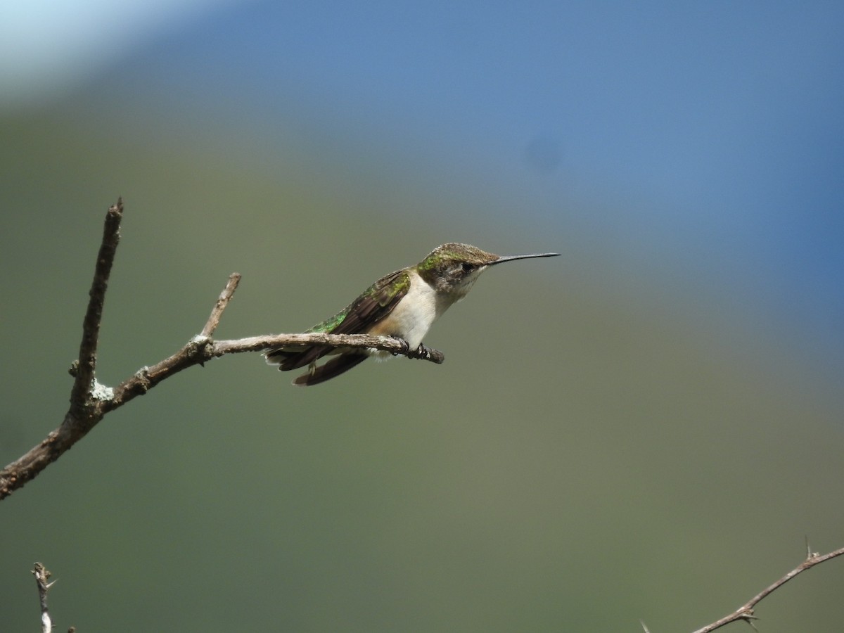 Ruby-throated Hummingbird - PNCRB-PROREST 2023
