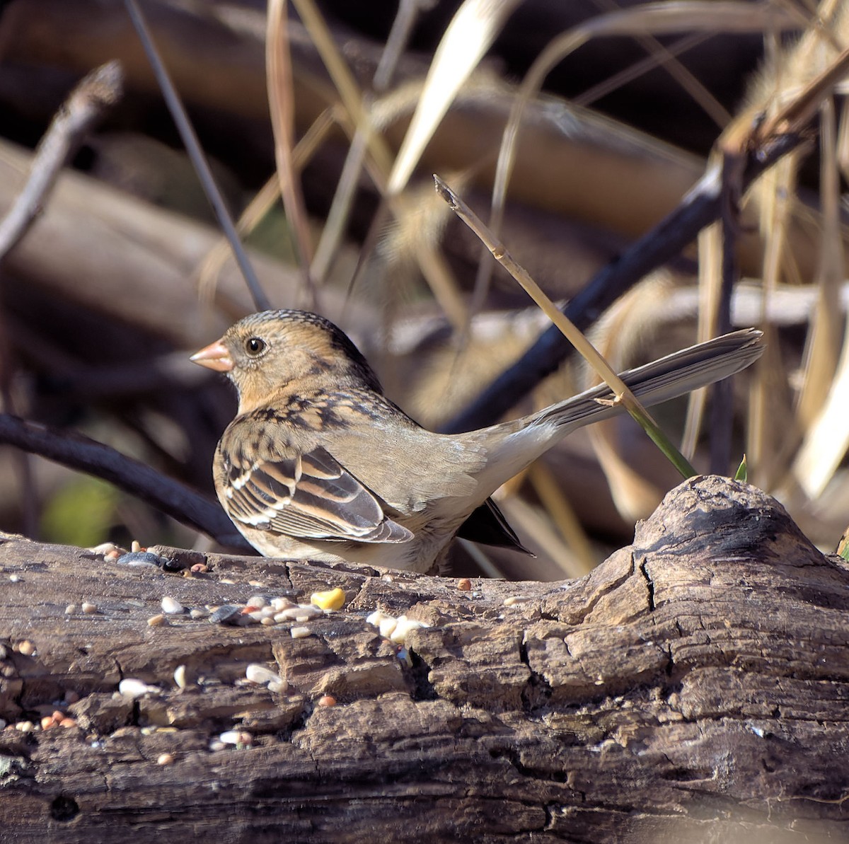 Harris's Sparrow - Mark Welter