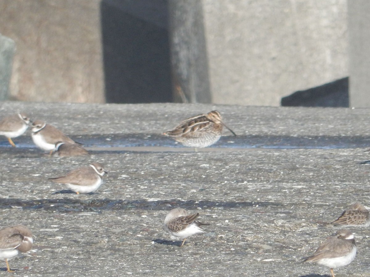 Wilson's Snipe - ML610971141