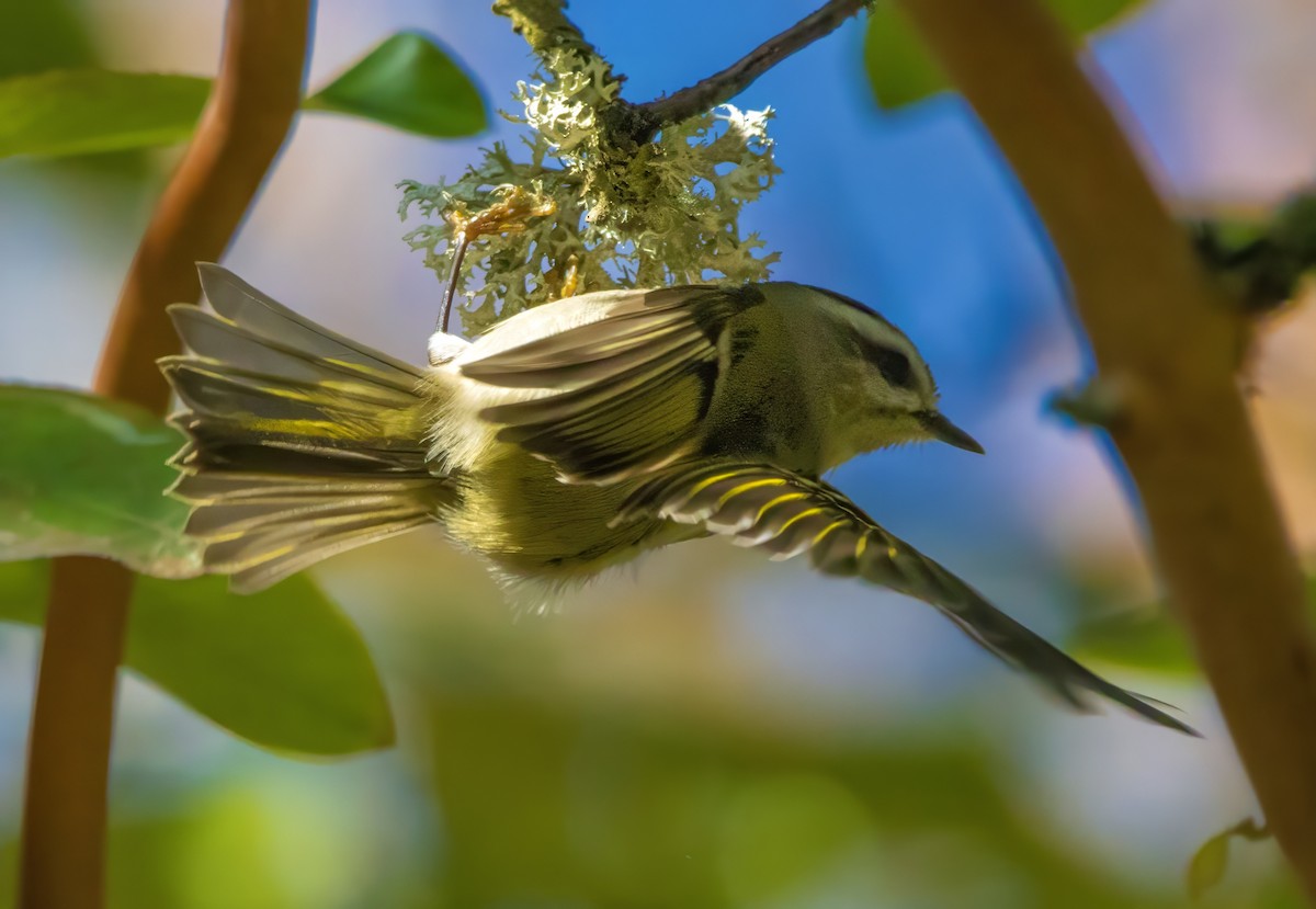 Golden-crowned Kinglet - ML610971167