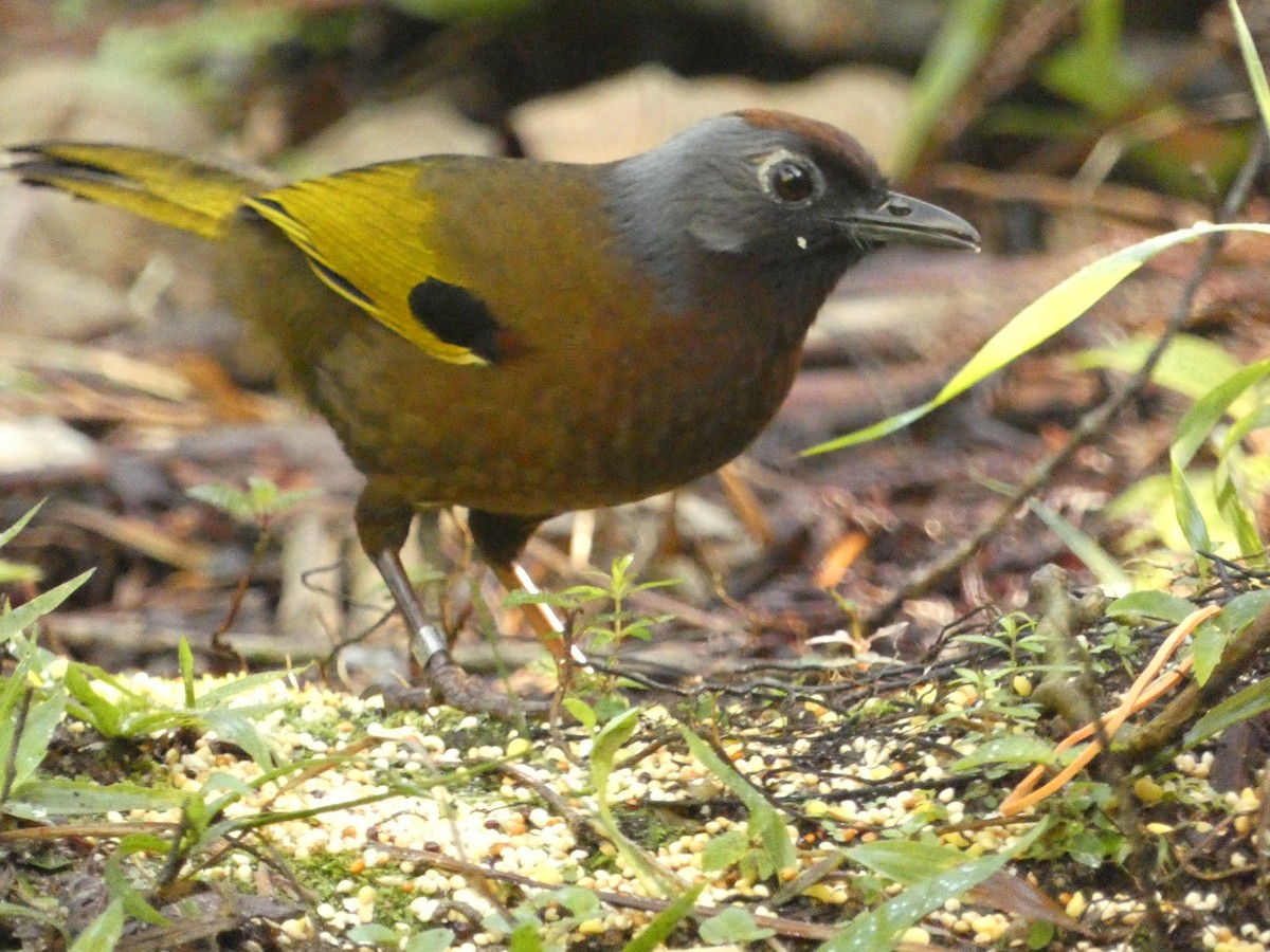 Malayan Laughingthrush - Matthew Rathgeber