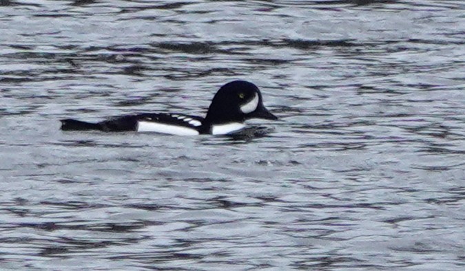 Barrow's Goldeneye - ML610971220