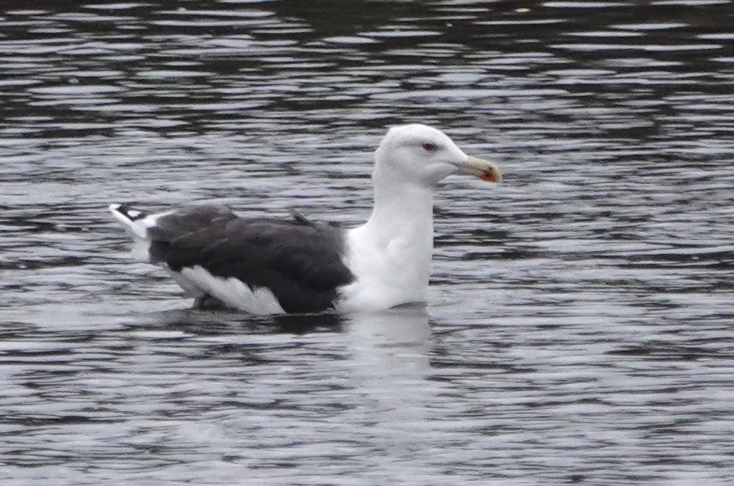 Great Black-backed Gull - Peter Blancher