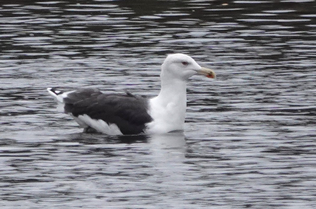 Great Black-backed Gull - ML610971231