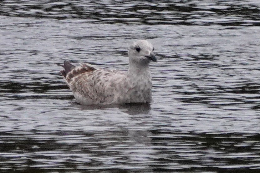 Great Black-backed Gull - ML610971232