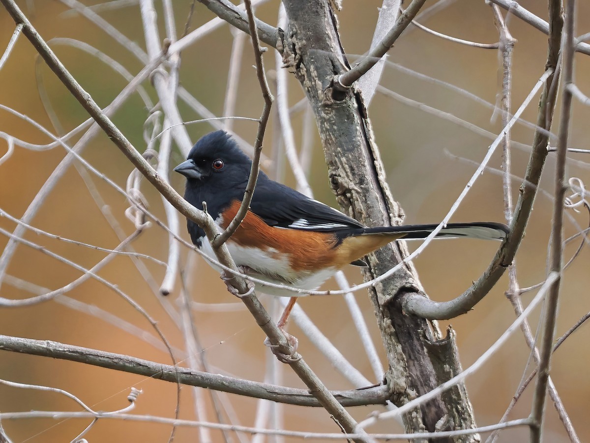 Eastern Towhee - ML610971247