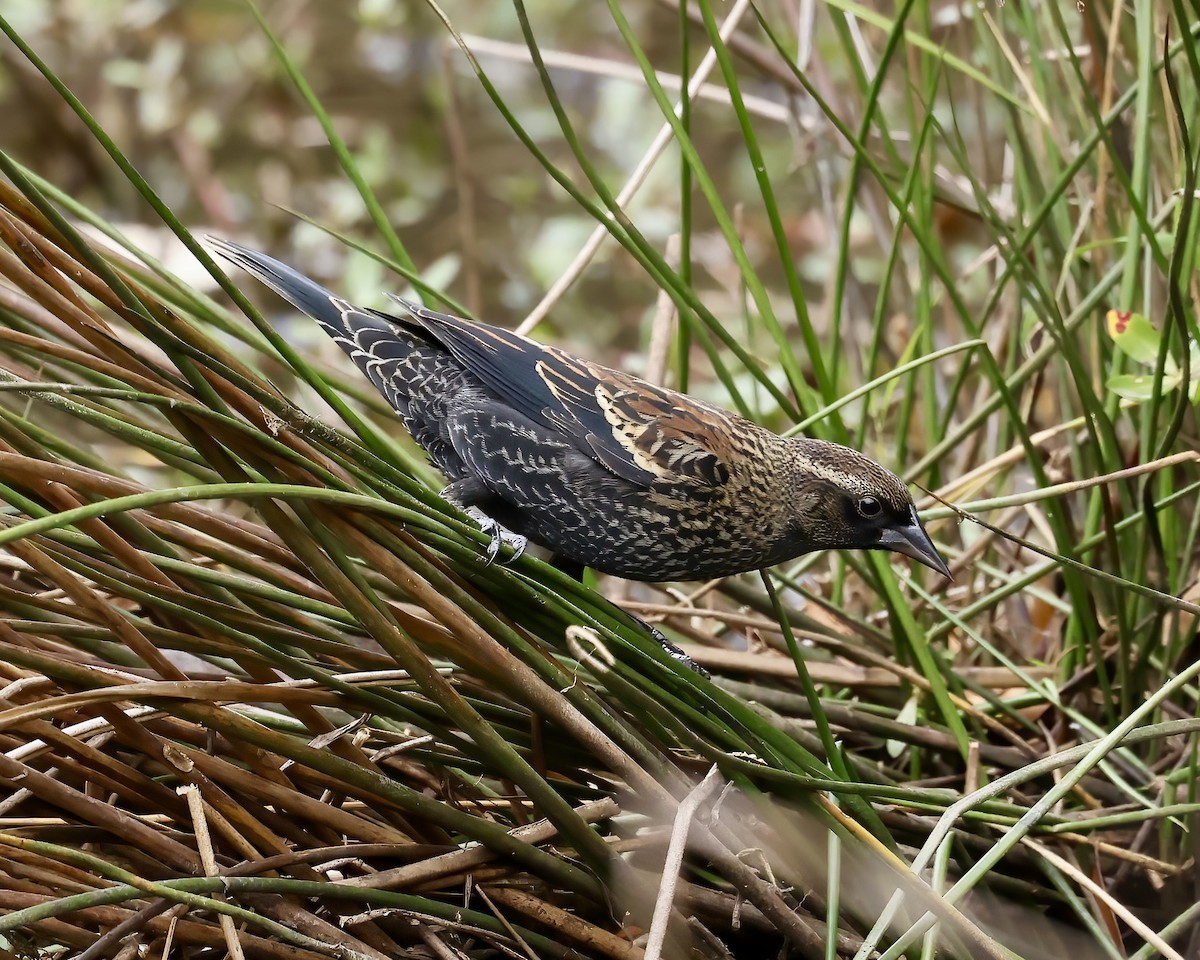 Red-winged Blackbird - ML610971355