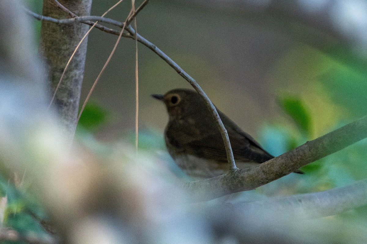 Swainson's Thrush - ML610971470