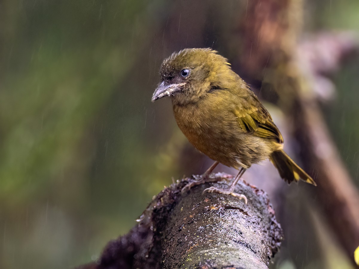 Ochre-breasted Tanager - Andres Vasquez Noboa