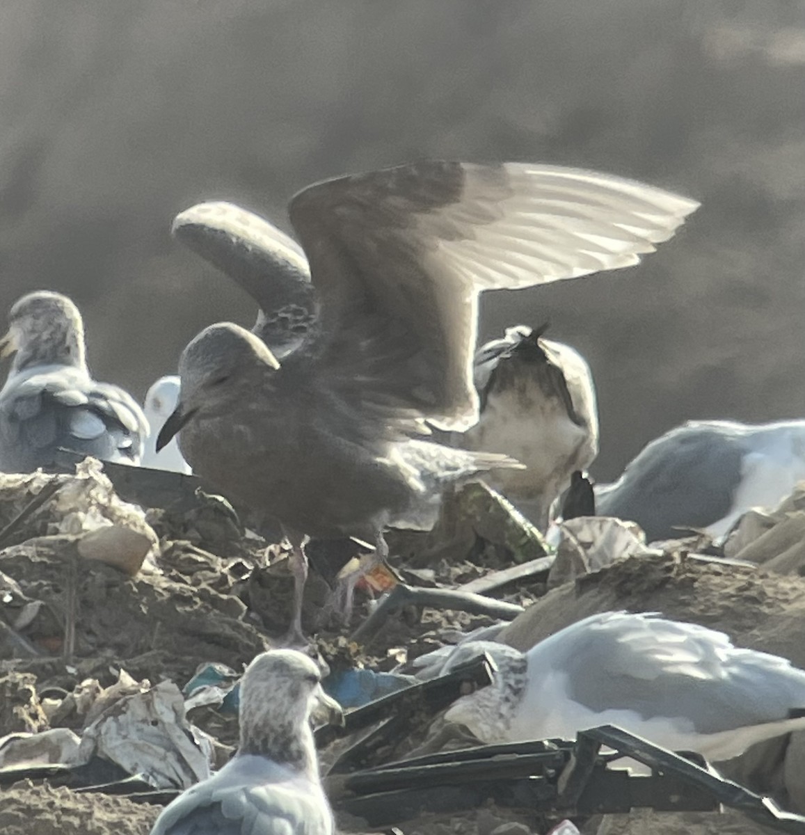 Gaviota Groenlandesa (thayeri) - ML610971658