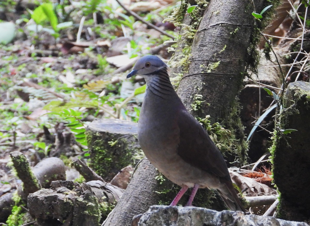 White-throated Quail-Dove - ML610971667