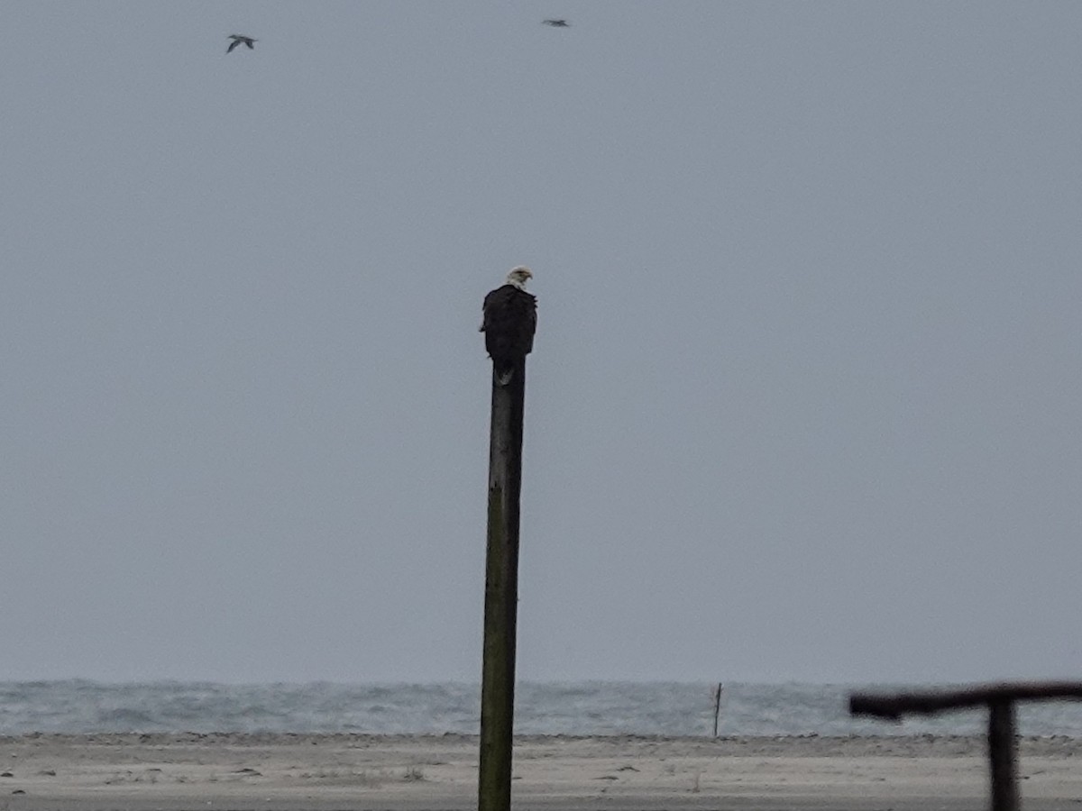 Bald Eagle - Celeste Echlin