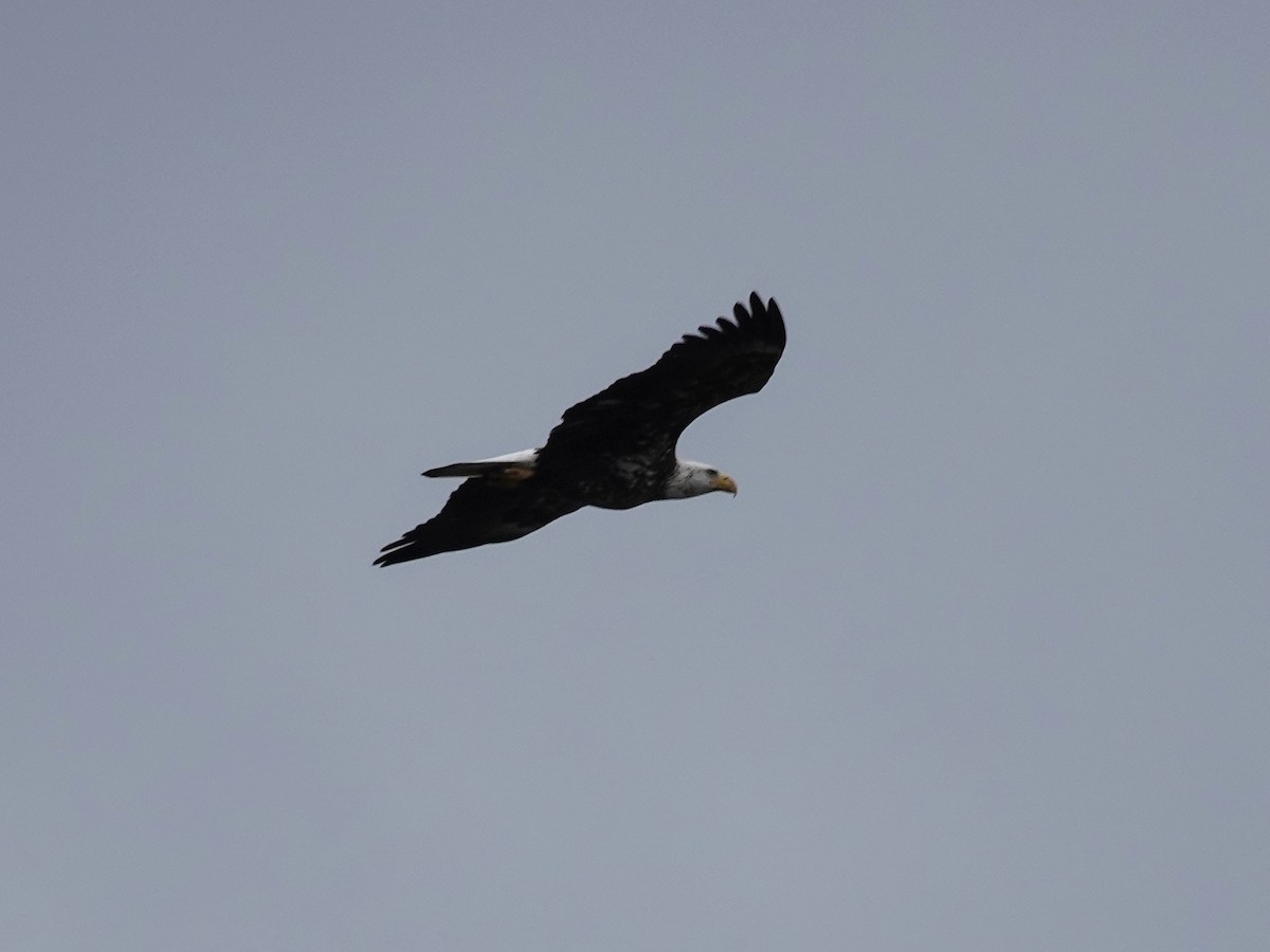 Bald Eagle - Celeste Echlin