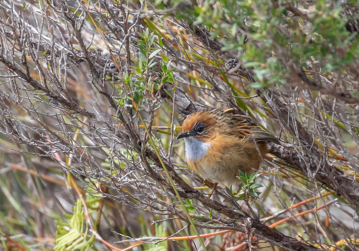 Southern Emuwren - Paul Brooks