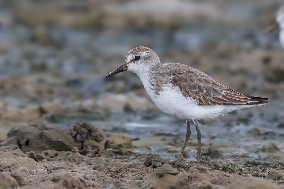 Semipalmated Sandpiper - ML610971844