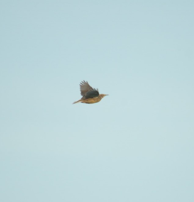 Chihuahuan Meadowlark - ML610971855