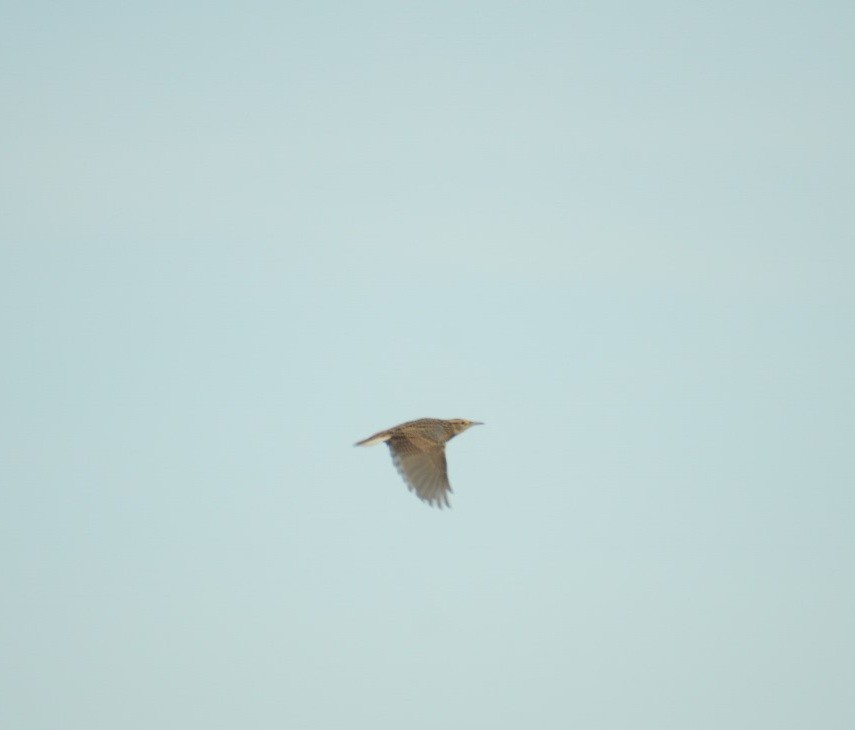 Chihuahuan Meadowlark - ML610971857