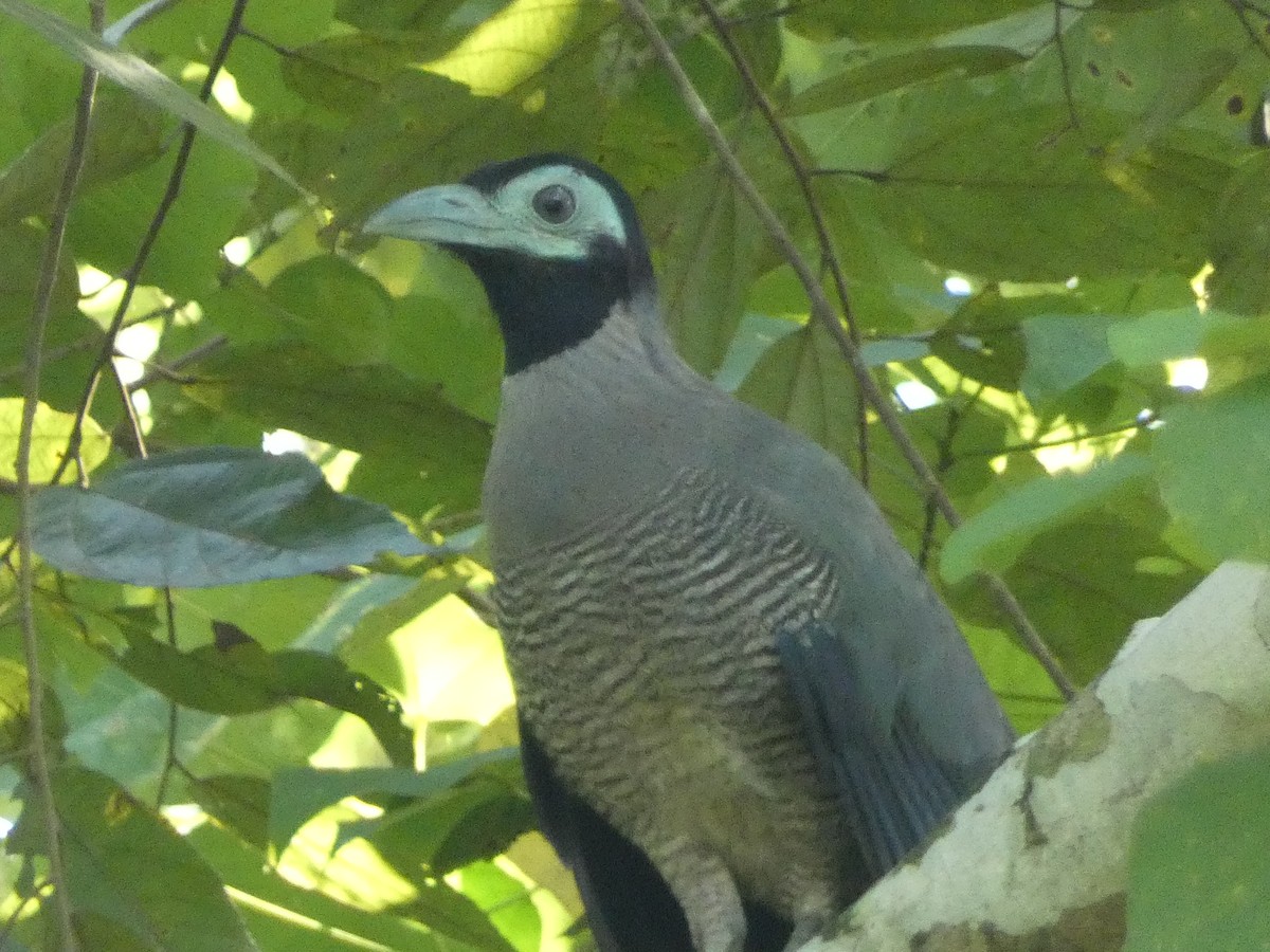 Bornean Ground-Cuckoo - ML610971910