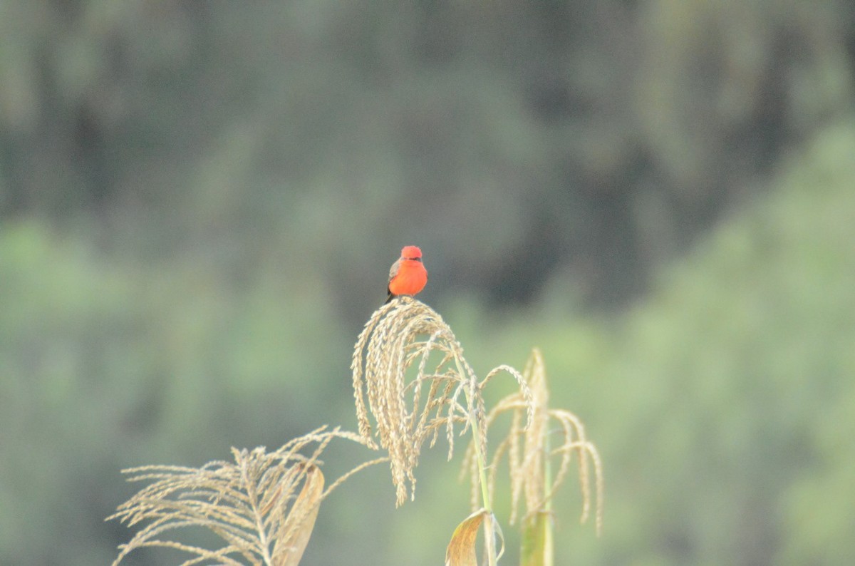 Vermilion Flycatcher - ML610971915