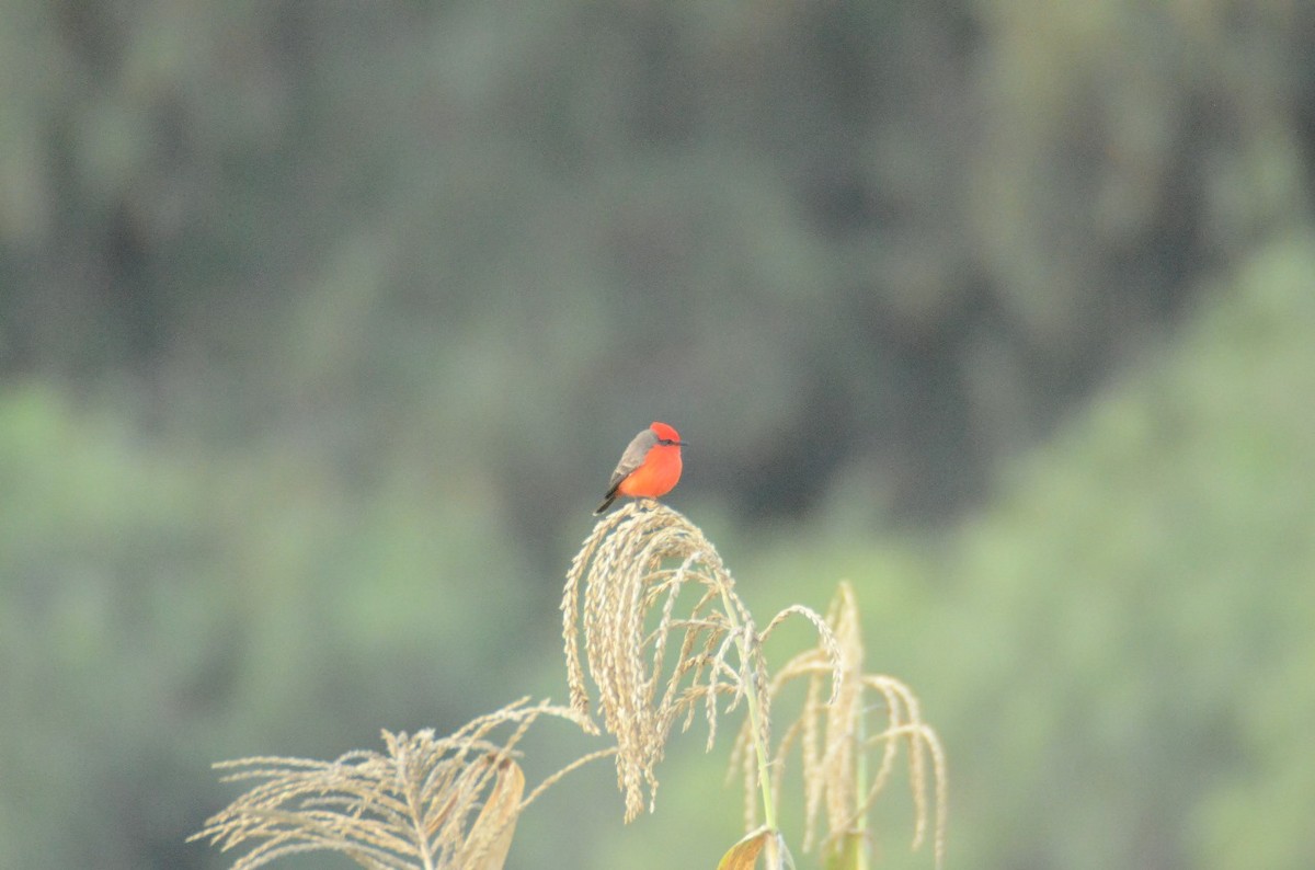 Vermilion Flycatcher - ML610971916