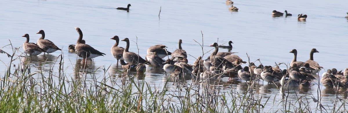 Greater White-fronted Goose - ML610971952