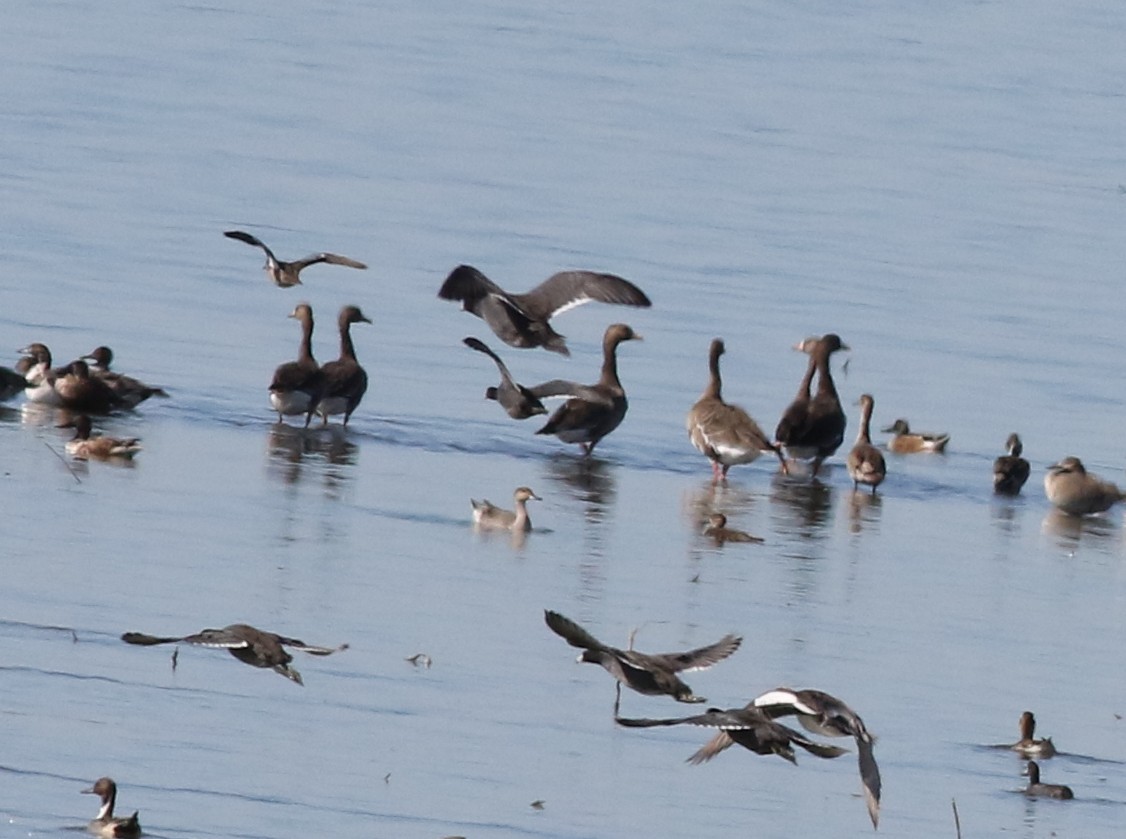 Greater White-fronted Goose - ML610971953