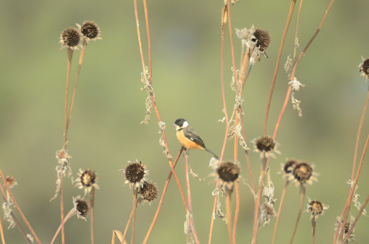 Cinnamon-rumped Seedeater - ML610971998