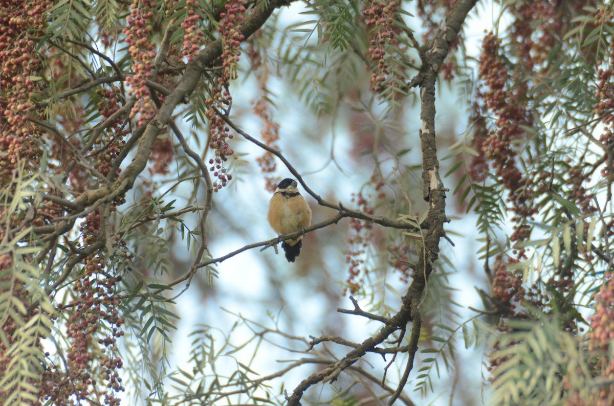 Cinnamon-rumped Seedeater - Alfredo Fuentes