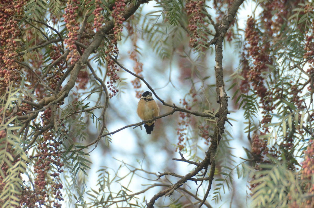 Cinnamon-rumped Seedeater - ML610971999