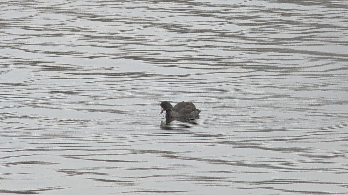 American Coot - ML610972039