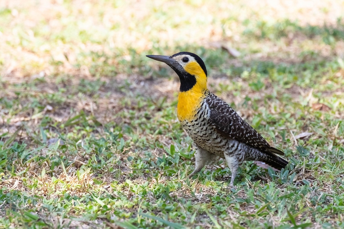 Campo Flicker - ML610972074