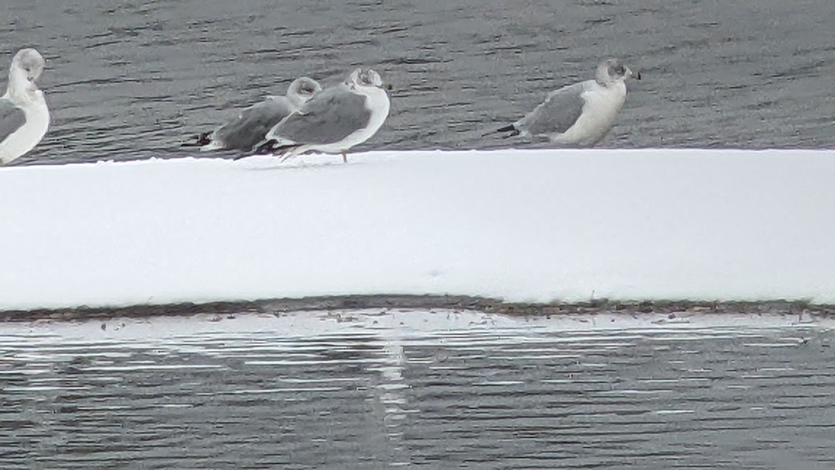 Ring-billed Gull - ML610972080