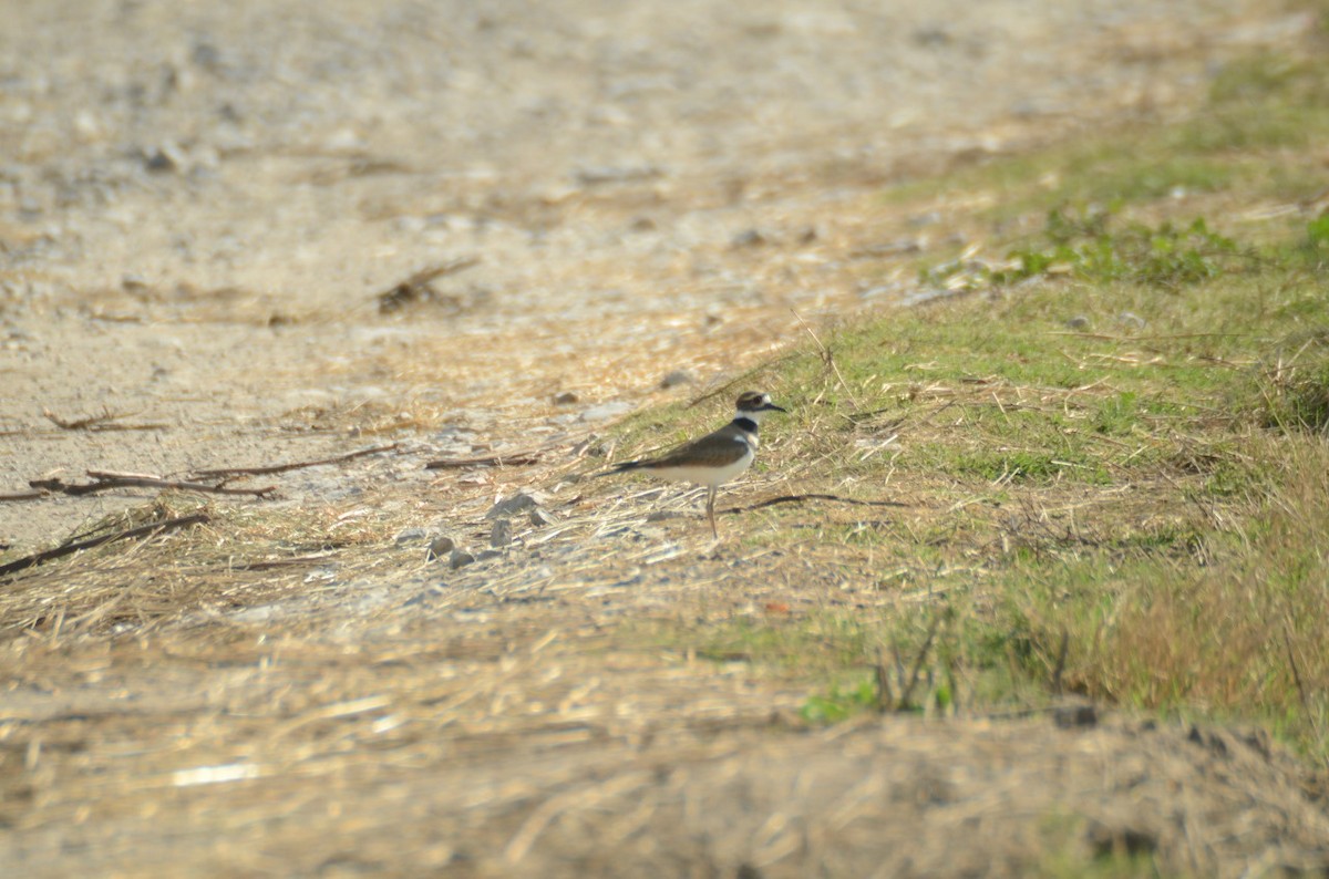 Killdeer - ML610972177