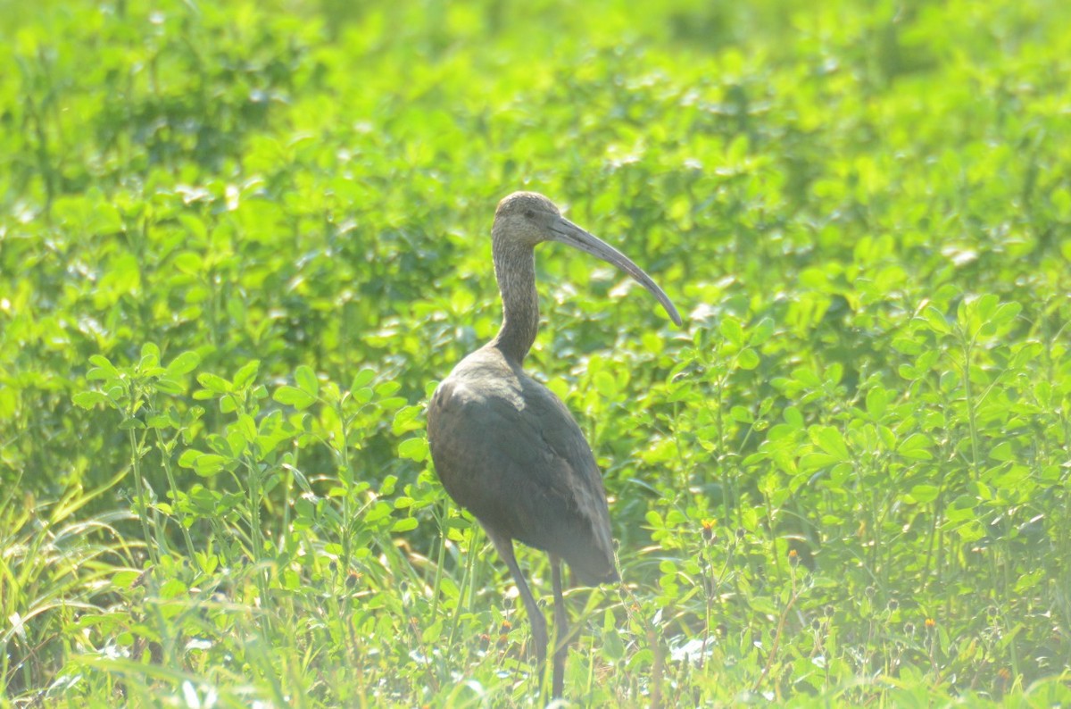 White-faced Ibis - ML610972188