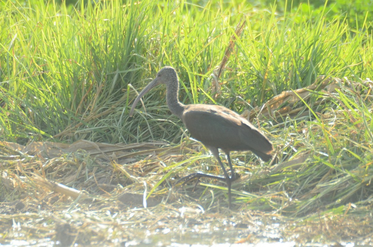 White-faced Ibis - ML610972189