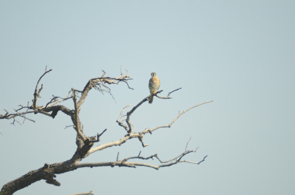 poštolka pestrá - ML610972223